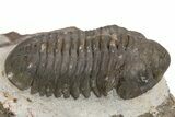 Small-Eyed Struveaspis Trilobite - Jorf, Morocco #301770-2